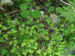 Chrysosplenium flagelliferum