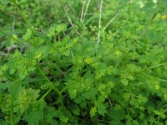 Chrysosplenium flagelliferum