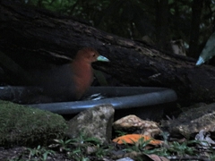 Rallina tricolor