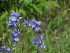 Polemonium acutiflorum