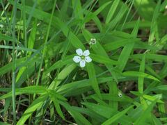 Pseudostellaria rigida