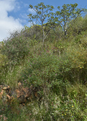Tephrosia brachyodon