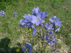 Polemonium acutiflorum