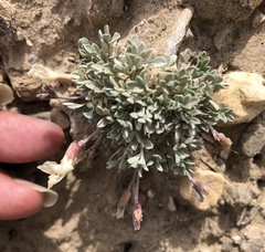 Astragalus calycosus calycosus