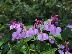 Impatiens maculata