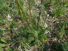 Polemonium acutiflorum