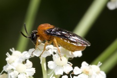 Sterictiphora angelicae