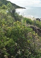 Senna gaudichaudii