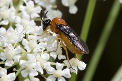 Sterictiphora angelicae