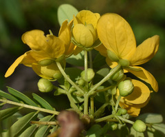 Senna gaudichaudii