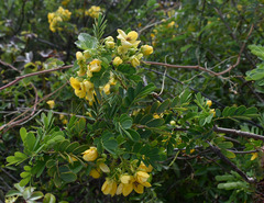 Senna gaudichaudii