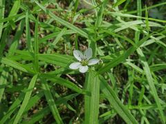 Pseudostellaria rigida