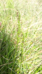 Spiranthes aestivalis