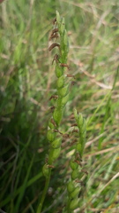 Spiranthes aestivalis
