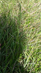 Spiranthes aestivalis