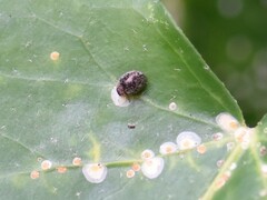 Rhyzobius forestieri