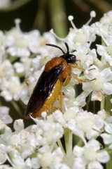 Sterictiphora angelicae