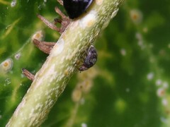 Rhyzobius forestieri