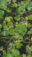 Nuphar pumila