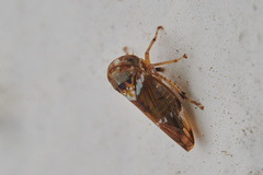 Idioscopus nitidulus