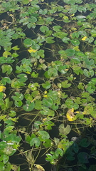 Nuphar pumila
