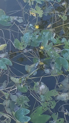 Nuphar pumila