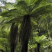 Smith's Tree Fern - Photo (c) nican45, some rights reserved (CC BY-NC-ND)