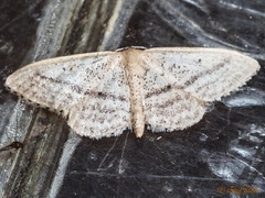 Idaea mediaria