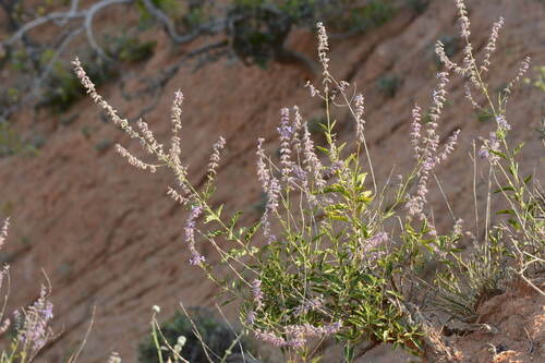 Transoxian Clouding Sage (Salvia karelinii)