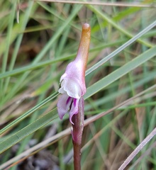 Disperis woodii
