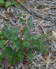 Triumfetta pentandra