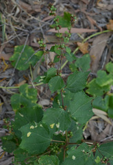 Triumfetta pentandra