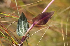 Disperis woodii