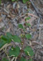 Triumfetta pentandra