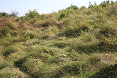 Disperis woodii