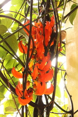 Mucuna warburgii