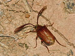 Pogonarthron tschitscherini