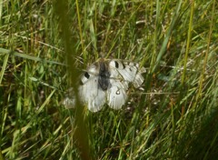 Parnassius