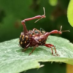 Cycnotrachelus flavotuberosus