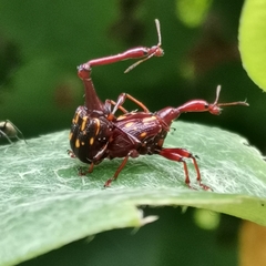 Cycnotrachelus flavotuberosus