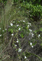 Bonamia dietrichiana