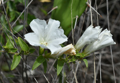 Bonamia dietrichiana