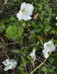 Bonamia dietrichiana