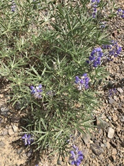Lupinus argenteus montigenus