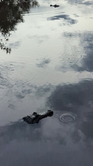 Caiman crocodilus crocodilus