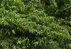 Tabernaemontana orientalis