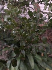 Nothofagus solandri