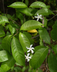 Tabernaemontana orientalis