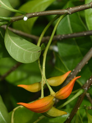 Tabernaemontana orientalis