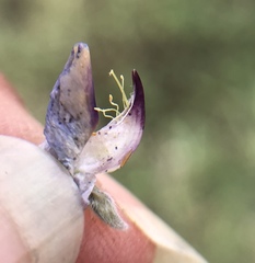 Lupinus argenteus montigenus